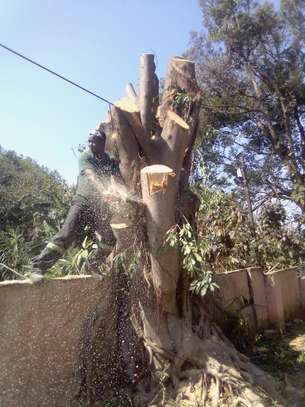 Tree Trimming & Removal Company | Professional Tree Removal image 1