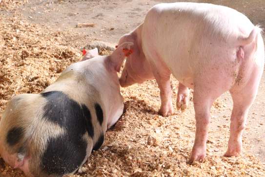 Healthy Pigs Available - Siaya image 11
