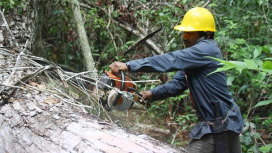 Tree Felling|Tree Pruning .Connect with the experts to get the job done. image 5
