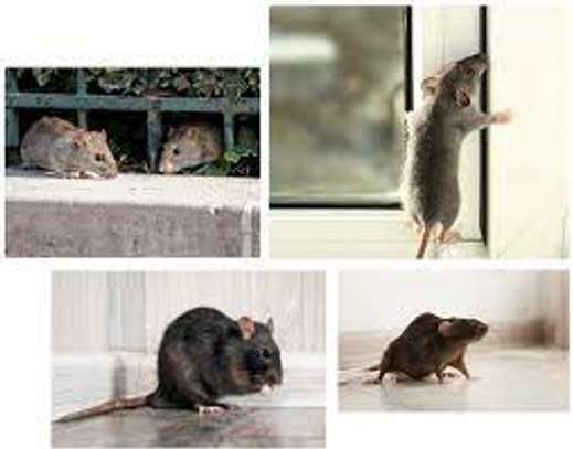 BEST Rat Control Services in Nairobi Kenya image 2
