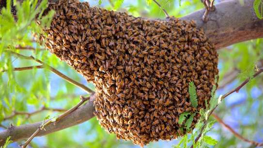 Bee nest removal.We guarantee the lowest price.Call the experts today. image 5