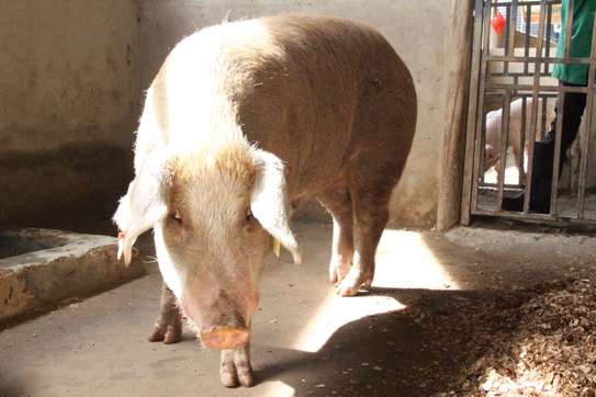 Healthy Pigs Available - Siaya image 6