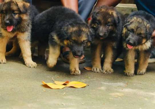 Gsd pups long coat security dogs image 2