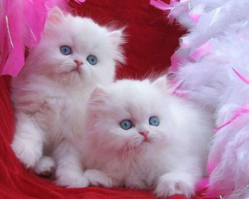 Cute Persian Kittens Available image 1
