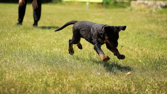 Dog Obedience Training - Best Dog Trainers in Kenya in 2023 image 4