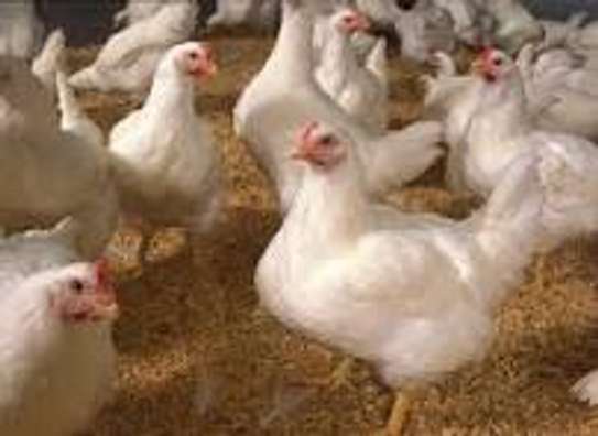 we supply broiler chickens image 7