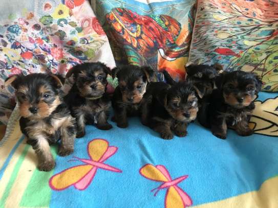 Yorkshire Terrier puppies image 2
