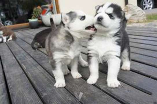 Siberian Husky puppies for sale. image 1