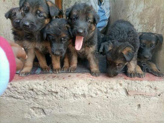 New gsd puppies image 1