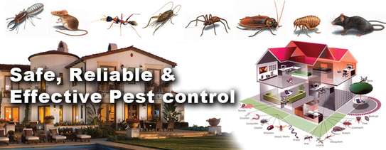 Bedbug,Cockroaches, Rats, Mosquitoes & Termites Fumigation image 8