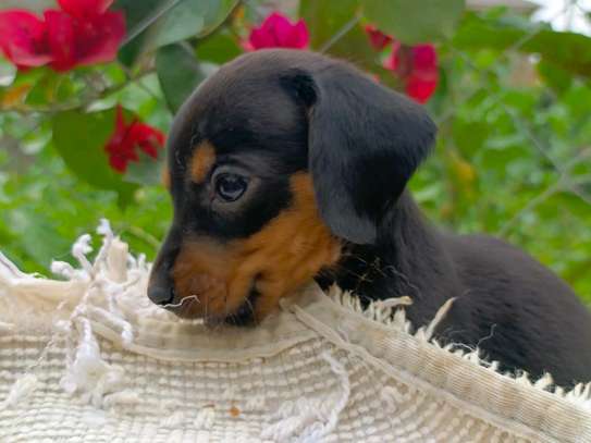 Miniature dachshunds image 2