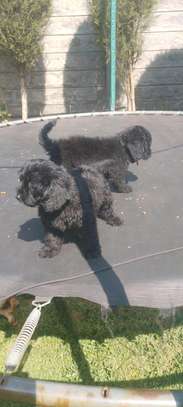Toy poodle 🐩 image 4