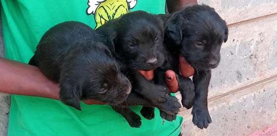 1-3 months old Black Labrador retriever puppies image 2