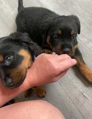 ROTTWEILER PUPPIES* 2 girls and 3 boys image 1