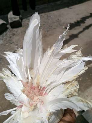 Fancy pigeons image 6