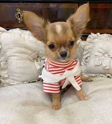 Male and Female Chihuahua puppy image 1