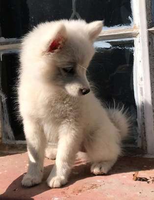 Japanese Spitz puppies for sale image 2