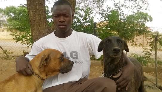 Dog training in Nairobi image 5