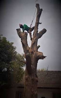 Best Tree Service in Kenya-TREE Felling and tree removal image 4