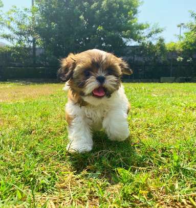 All Breeds Toy Teacup Puppies For Sale image 1