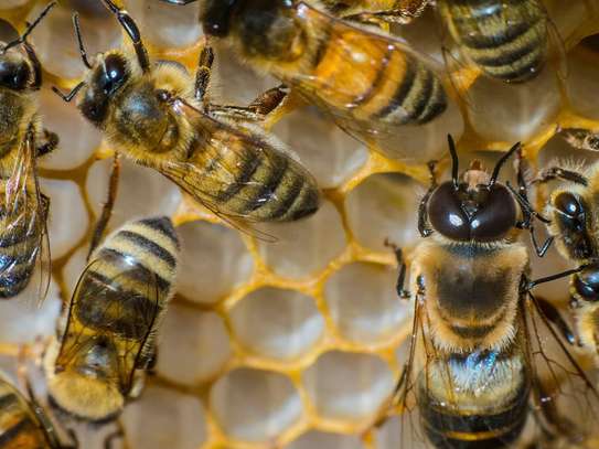 Bestcare Bee Services - A qualified beekeeping company dedicated to raise standards in beekeeping. image 10