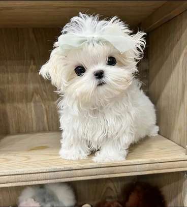 Maltese puppy for adoption image 1