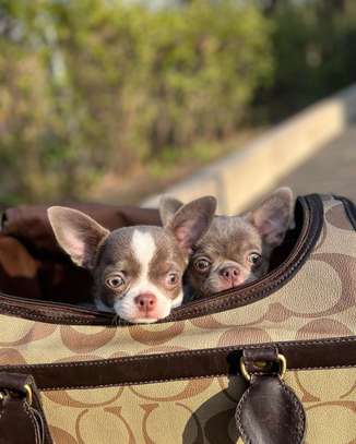 Adorable Teacup Chihuahua puppy image 2