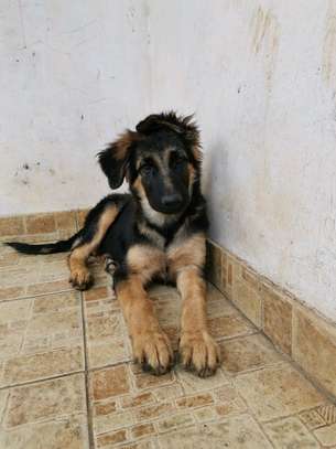 3.3 months Big Boned GSD Puppy Available image 1