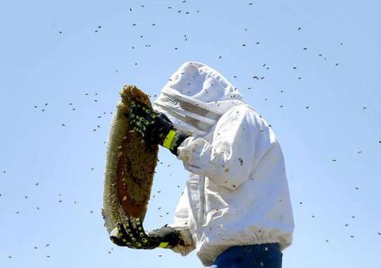 Honey Bee Rescue & Removal Services | Professional beekeeping services & Bee Control Services.Get in touch with us today ! image 12