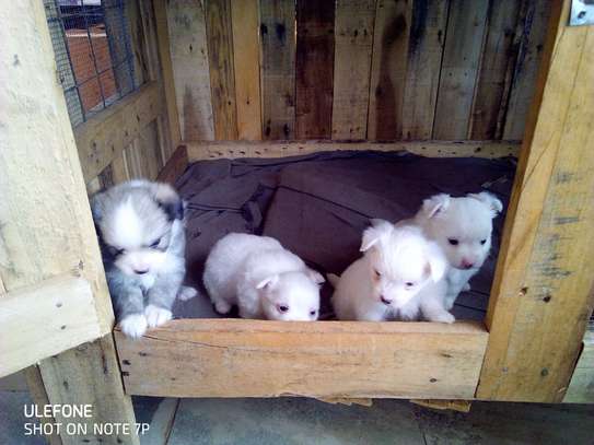 Japanese Spitz Puppies image 3