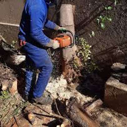 Tree Cutting & Removal - Tree Felling Service image 1
