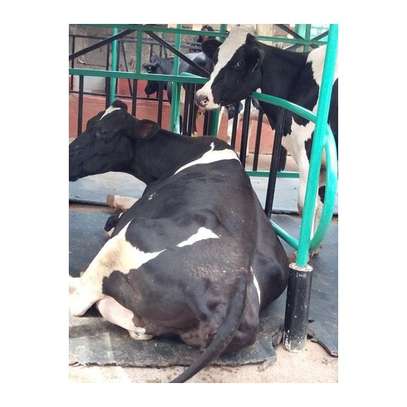 COW RUBBER MATS image 3