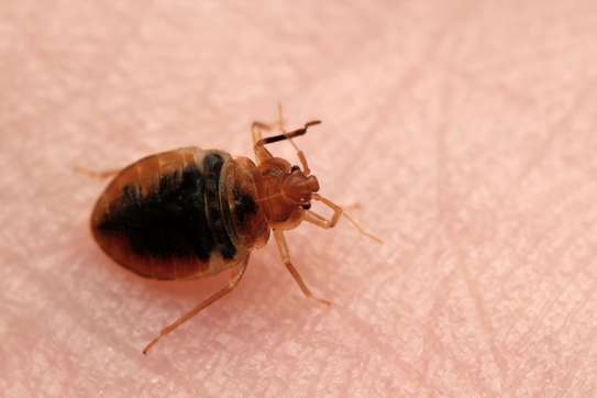 Bedbug Fumigation Ngong • Dagoretti • Kileleshwa • Pangani image 14