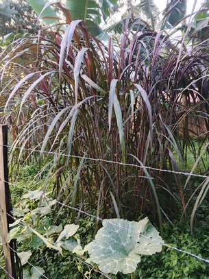 Australian red napier image 2