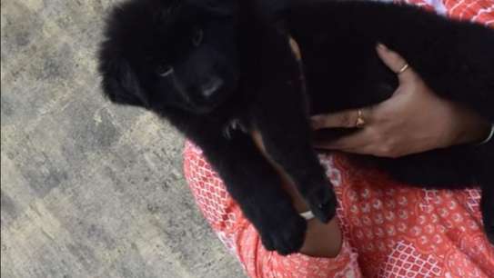 Solid black gsd puppy image 2