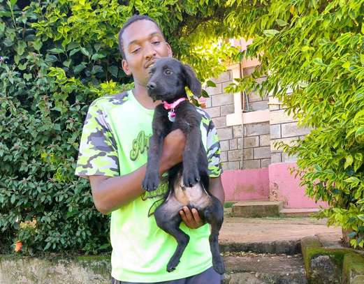 Labrador retriever puppies image 5