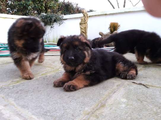 German Shepherd puppies for sale image 1
