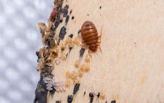 Bed Bug Treatment | Experienced Pest Control Technicians. Fast Response. Call Today For A Quote. No-nonsense. Modern Techniques. Non-Toxic Monitoring. image 9