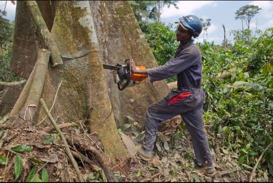 Tree Felling|Tree Pruning .Connect with the experts to get the job done. image 6