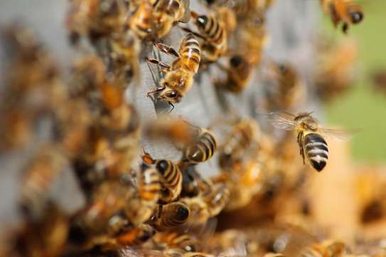 Affordable Bee Removal Services | Bee hive removal | Bee swarm removal image 6
