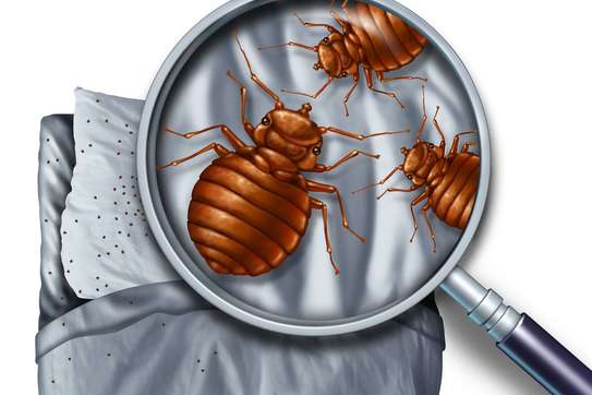 BEST Bed-Bugs Control & Fumigation Services in Ruaka 2023 image 8