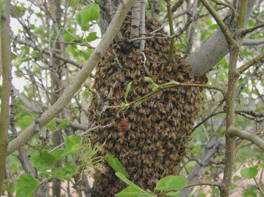 Do you have a bee problem? Get Rid of Stinging Bees Today image 7