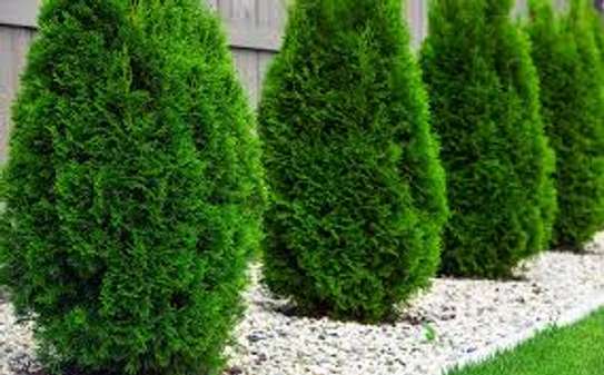 Best Landscaping & Gardening Services-Nakuru Experts image 9