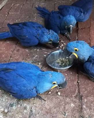 Sweet and lovely hand-reared parrots for sale image 3