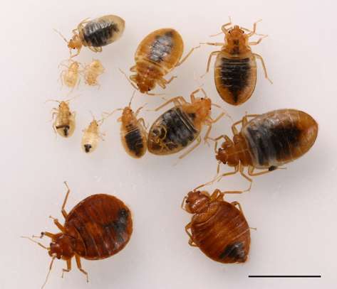 Bed bug extermination Brookside,Buruburu,Riverside,Langata image 3