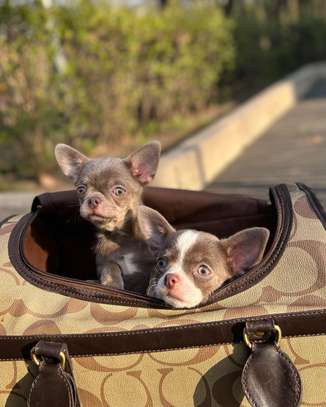 Chihuahua puppy for sale image 2