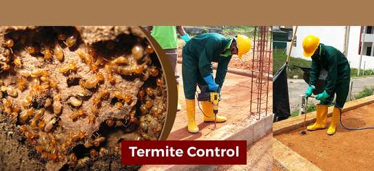 Professional Bed Bugs Control / Cockroach Control / Mosquito Control / Termite Control / Commercial Pest Control .Call now image 4