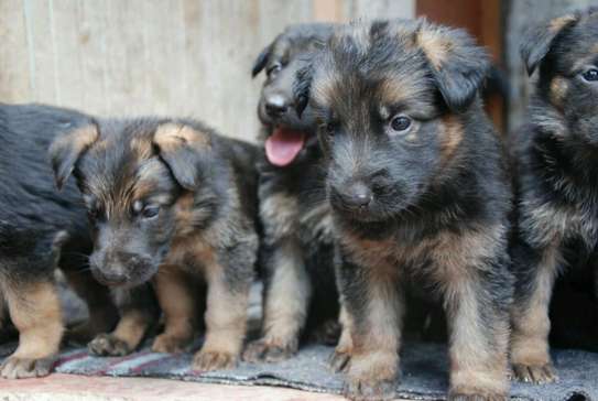 New gsd puppies image 5