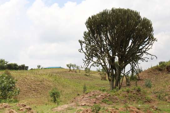 1/4 Acre Land For sale in Nakuru, Miti Mingi image 1