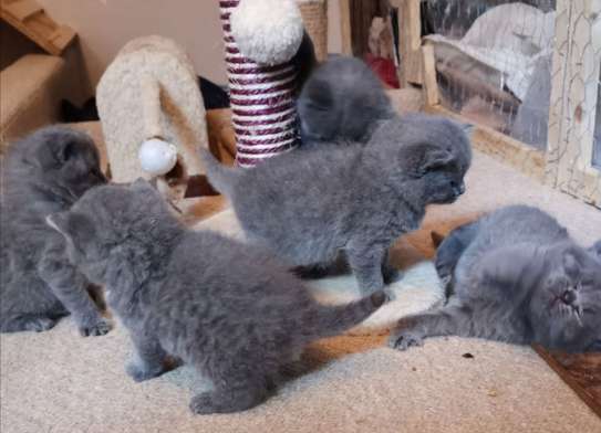 Blue British shorthair kittens image 2